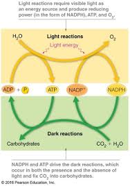 Photosynthesis merely creates glucose, which is afterwards consumed to create the atp. Chapter 15 Photosynthesis Flashcards Quizlet