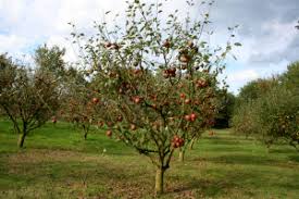 As this cycle is perpetuated by neglect, the tree becomes biennial bearing. Apple Tree Pruning Your Guide To Trimming And Pruning Apple Trees Tree Removal