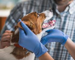 Very impressed with the friendly staff. Vet Clinic In Rockford Il Vetiq Petcare In Meijer