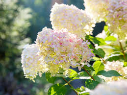 Publication focuses on common foliar diseases of hydrangea and their. Tree Hydrangea Information Tips On Caring For Tree Hydrangea Plants