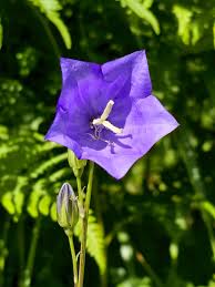 Image result for Campanulaceae