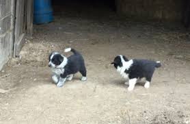 10:11 puppies planet recommended for you. Puppyfinder Com English Shepherd Puppies Puppies For Sale Near Me In Ohio Usa Page 1 Displays 10