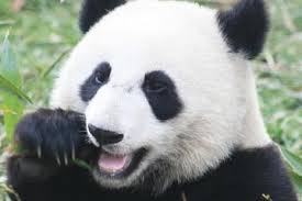 Image result for new year hotel from shenzhen
