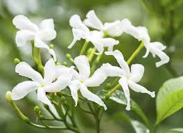 Fiori profumati in grado di emanare una forte fragranza nell'intero giardino, sul balcone o in casa. Gelsomino Fiori Bianchi E Profumati Preziosa Essenza