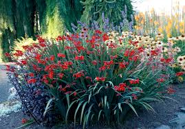Crocosmia has several names — falling star, coppertip, tritonia, and montbretia, named after a it is reported that dried crocosmia flowers soaked in water will release a fragrance similar to saffron. Crocosmia Nova Dragonfire Terra Nova Nurseries Inc