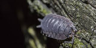 We did not find results for: How To Prevent And Get Rid Of Woodlice In The House Pest Defence