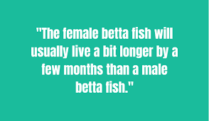 Migliaia di nuove immagini di alta qualità aggiunte ogni giorno. How Long Do Betta Fish Live Tips To Increase Your Bettas Lifespan