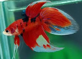 Due to selective breeding, the ever popular male betta splendens, or siamese fighting fish, is now available in an enormous array of colours and tail types. The Real 17 Types Of Betta Fish That Not Fake Freshwater Tropical Fish