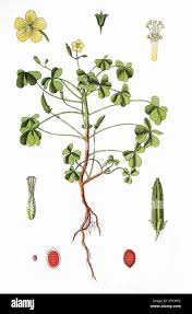 Image result for Oxalis corniculata