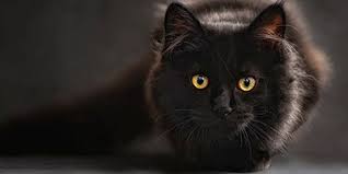 Best Black Cat Names The Ultimate List 109 Ideas