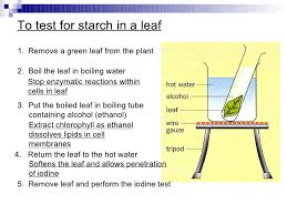 Seeing a plate of mangoes on the table, jennifer… Science Form 2 Chapter 4