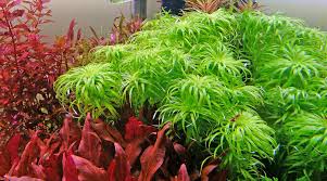 Image result for Syngonanthus robinsonii