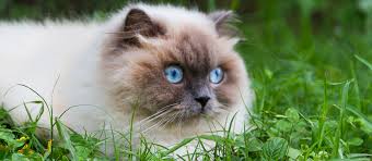 Working toward this goal, persian cats. Himalayan Cat Cat Breed Information Characteristics And Facts Pet Side