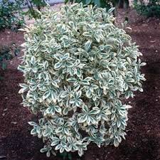 We did not find results for: Euonymus Japonicus Silver Queen 6 Ft Tall 3 Ft Wide Moderate Grower Evergreen Full Sun For The Front Of The House Plants Front Yard Plants Season Plants