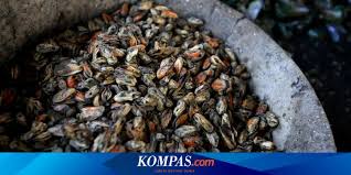 Masukkan cabai merah dan bawang merah ke dalam blender, lalu haluskan. Kerang Hijau Dari Teluk Jakarta Dijual Hingga Ke Sukabumi