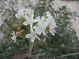 Image result for Volkameria glabra