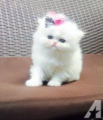 Persian kittens for sale near me. Persian Kittens For Sale Waz Zap What Sapp 60172415563 For Sale Adoption From Kuala Lumpur Adpost Com Classifieds Persian Kittens Kitten For Sale Kittens