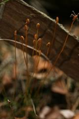 Image result for Schizaea