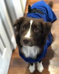 Maybe you would like to learn more about one of these? Dog Rescues In The Bay Area Top 7 Picks 2021 We Love Doodles