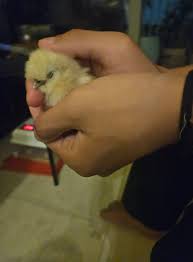 Silkie chick with 4 toes and no feathers