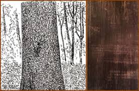 Image result for Diospyros crassiflora