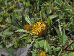Image result for Bidens flagellata