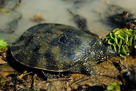 Carapaces are covered by skin instead of the hard scutes generally associated with many turtle species. Asiatic Softshell Turtle Cites