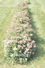 Image result for Spiraea bumalda