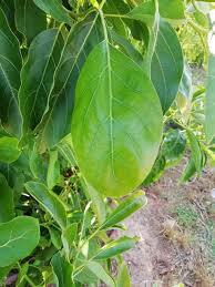 Hojas De Aguacate 15 Beneficios Que Te Encantaran 2019 Hoja De Aguacate Aguacate Plantas De Banano