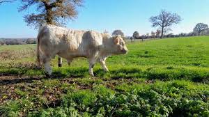 SAPHIR VENTE PRINTEMPS DE LA GENETIQUE BOVINEO 2023 EARL MENARD EMMA