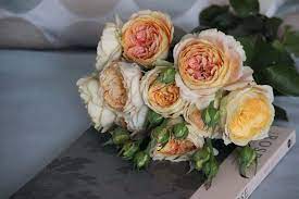 Check spelling or type a new query. What Everyone Ought To Know About Old Garden Roses The Smell Of Roses The Smell Of Roses