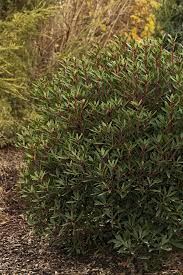 Image result for Drypetes sclerophylla