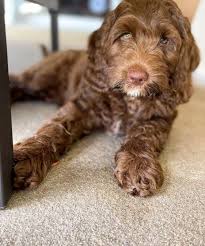 Image result for labradoodle