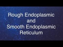 Check spelling or type a new query. The Difference Between The Rough Endoplasmic Reticulum And The Smooth Endoplasmic Reticulum Youtube