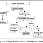 Surgical Management Of Brachial Plexus Injury Biomedical