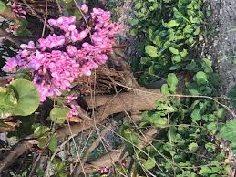 Nothing smells like spring and summer quite like the amazing aroma of a lilac bush. Learn To Prune Lilacs The Right Way For Optimum Blooms Next Spring Natalie Linda