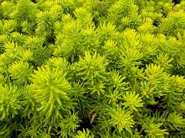 Image result for Sagina abyssinica