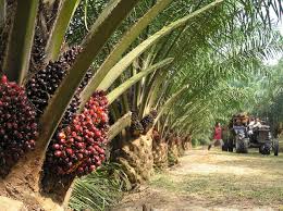 — picture by miera zulyana. Malaysia S Palm Oil Market Is Mature But Indonesia Holds Growth Potential Rabobank