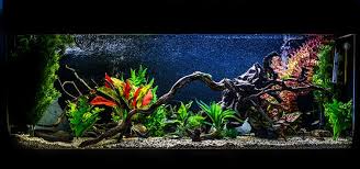 We did not find results for: Aquarium Temperature Control Tropical Fish Hobbyist Magazine