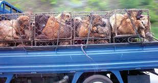 How many dogs are killed each year. The Dog Meat Trade