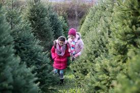 For home decor, furniture, gifts, bedding & bath products. Where To Cut Down A Fresh Christmas Tree In Every County In New Jersey