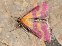 Image result for Pyrausta sanguinalis