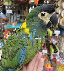 The golden collared macaw birds are affectionate, goofy and intelligent birds are friendly and close bonding size: Yellow Collared Macaw Vs Hahns Macaw