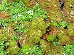 Image result for Phyllanthus hutchinsonianus