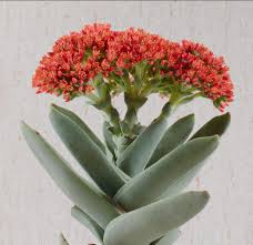 Image result for Crassula vaginata