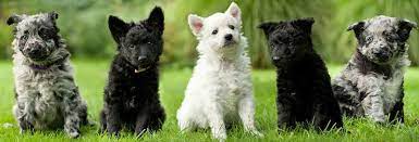 Our mission is to preserve, protect, and promote the mudi as a versatile working breed of sound temperament and proper breed type. Mudi Puppies