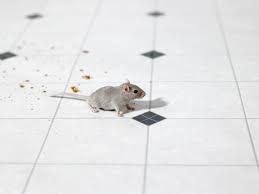 We are all florida state certified, and we receive continuous training in the newest, most effective pest control. All Boca Pest Management Pest Control Exterminators Lake Worth Fl