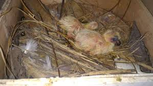 Pastikan kebutuhan ternak dapat anda terpenuhi. Perawatan Dan Pelatihan Burung Merpati Lengkap Dari Piyik Binatang Peliharaan
