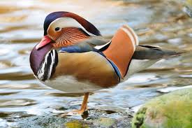 14 Unbelievable Wild Duck Species Animales Aves