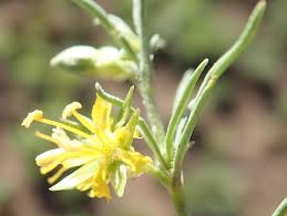 Image result for Vahlia